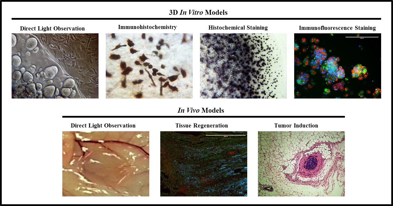 3D Cell Culture Gel, Col-Tgel for Tumor Cells, Stem Cells ...